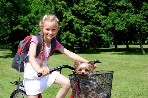 niña paseando en bicicleta con su yorkshire terrier