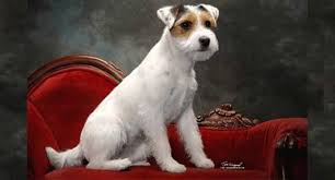 razas de perros pequeños parson russell terrier