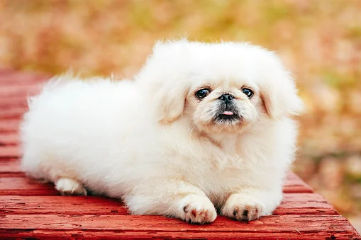 pekines blanco