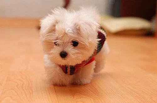 pequeño bichón maltés una de los perritos peludos preferidos para vivir en departamentos y espacios reducidos