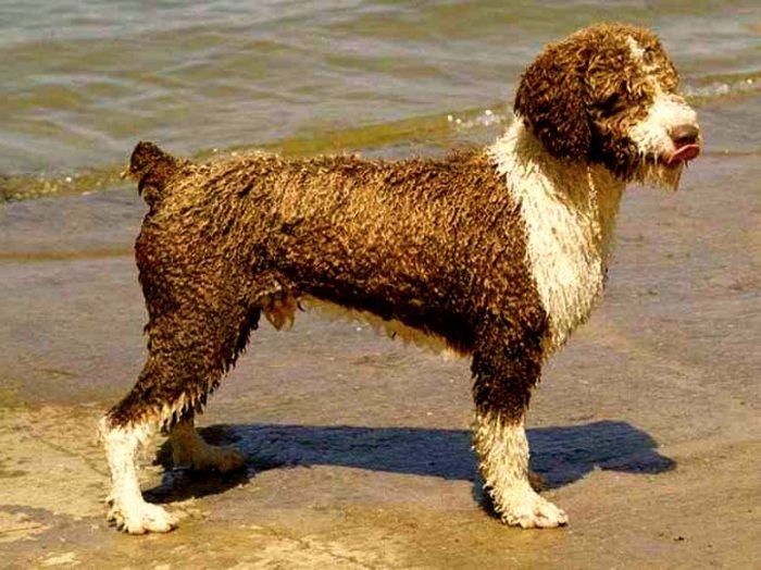perro de agua español