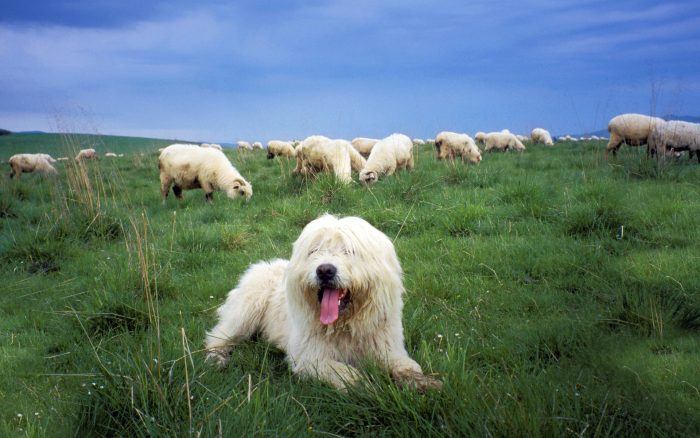 perro pastor de ovejas
