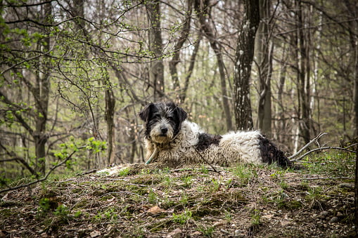 perro pastor rumano de mioritza