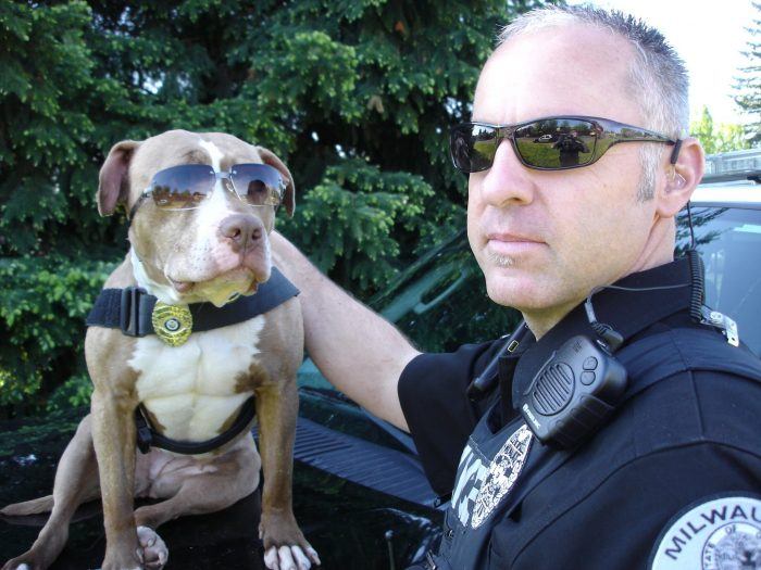 perro policía american pitbull terrier
