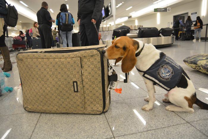 perro policía beagle