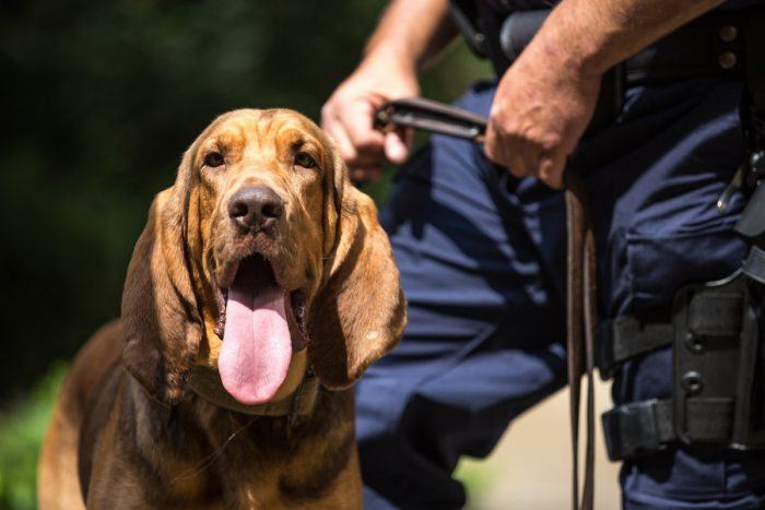 perro policía bloodhound