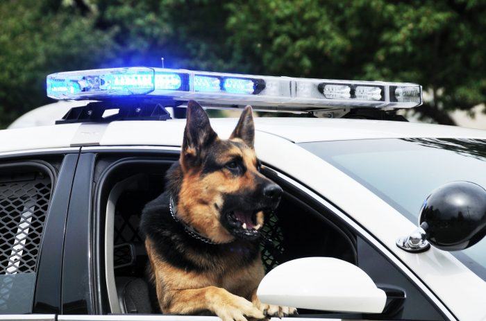 perro policía en un coche policial
