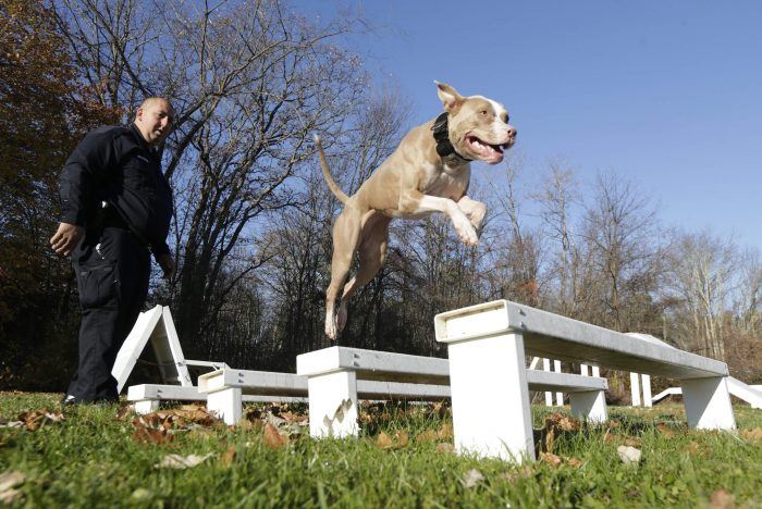 perro policía saltando sobre 4 bancas