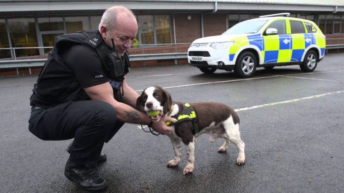 perro policía springer spaniel inglés