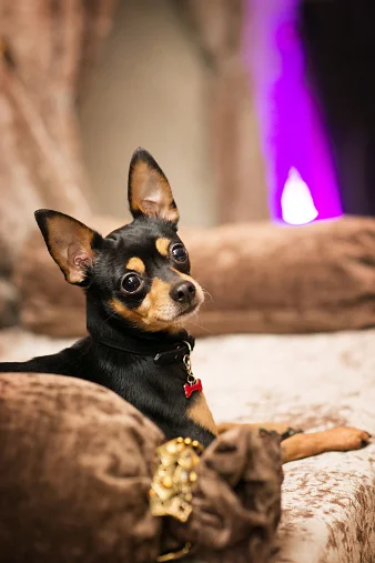 perro ratón de praga