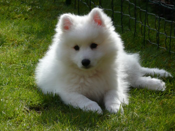 spitz japones razas de perros pequeños blancos