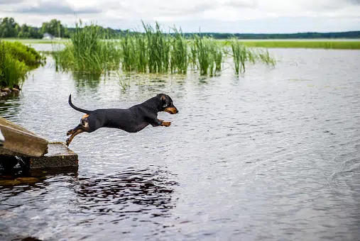 dachshund - teckel saltando a un lago