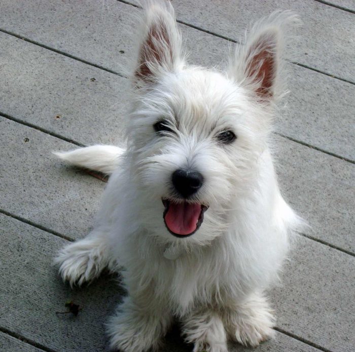 west highland razas de perros pequeños blancos