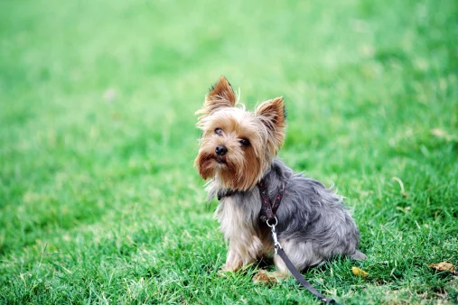 yorkshire terrier mirando camara