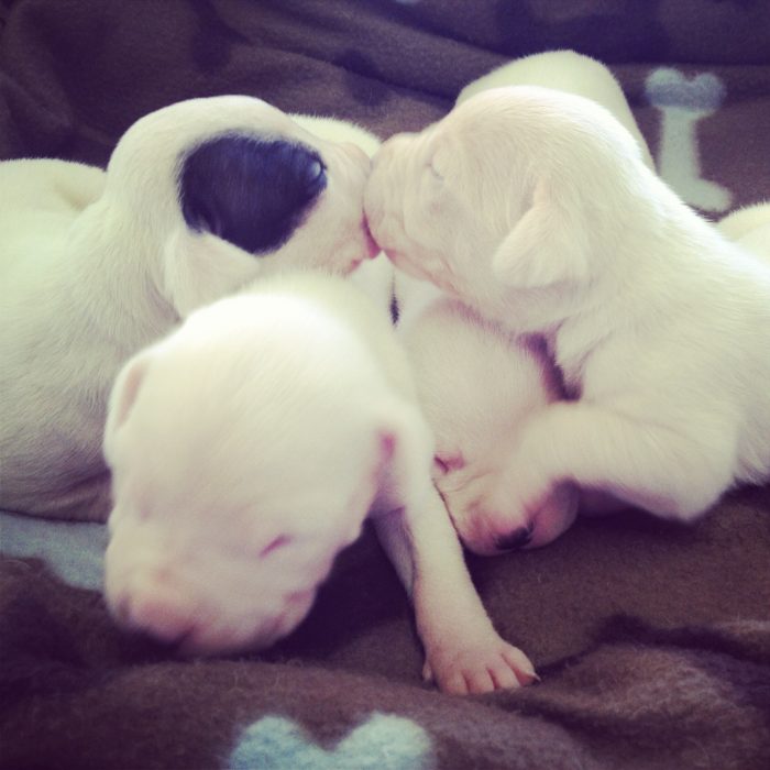 3 cachorros dogo argentino recién nacidos