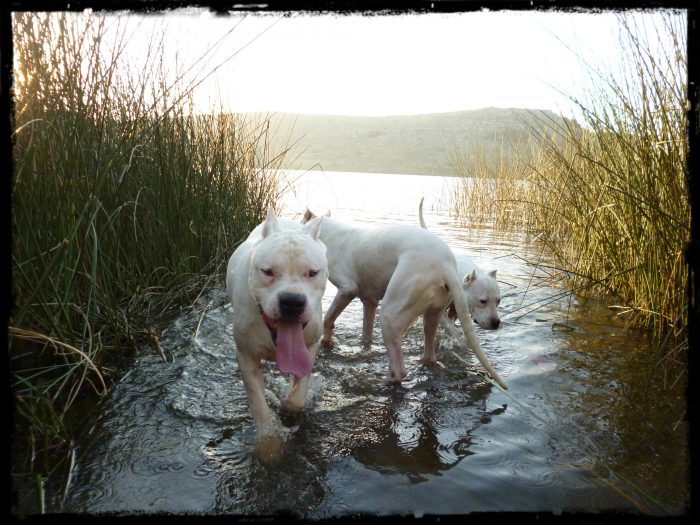 3 dogos argentinos de caza en un lago