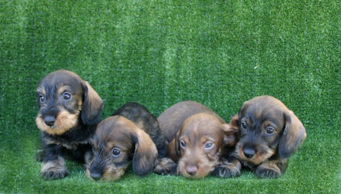 4 cachorros teckel miniatura