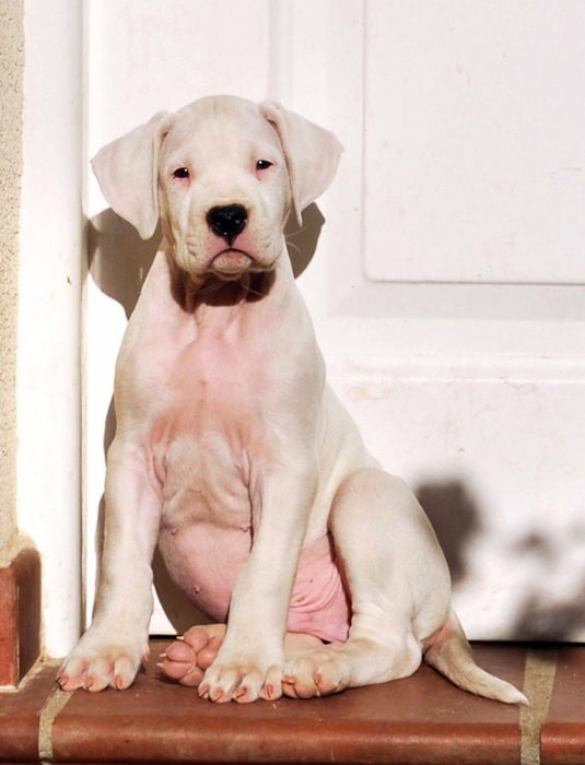 cachorro dogo argentino asoleándose en un pórtico