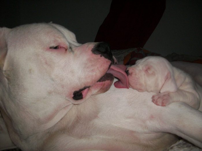 cachorro dogo argentino recién nacido junto a su madre