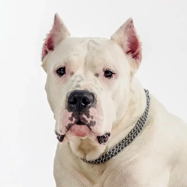 dogo argentino raza perro