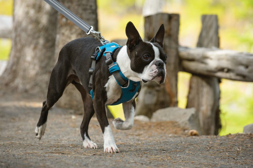 arnes para perros