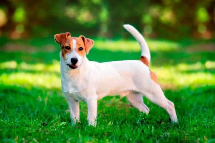 jack russell terrier sobre césped