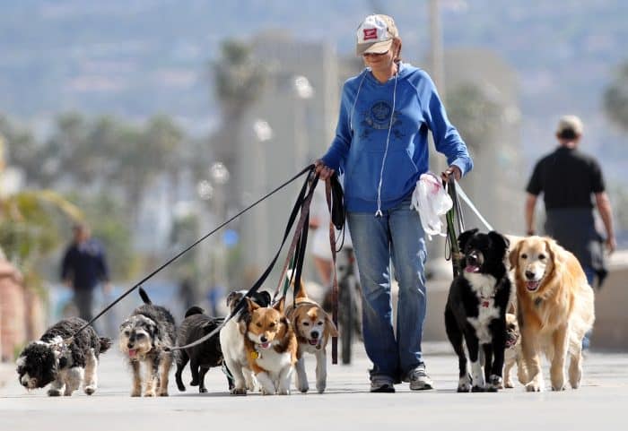 mujer paseando 9 perros