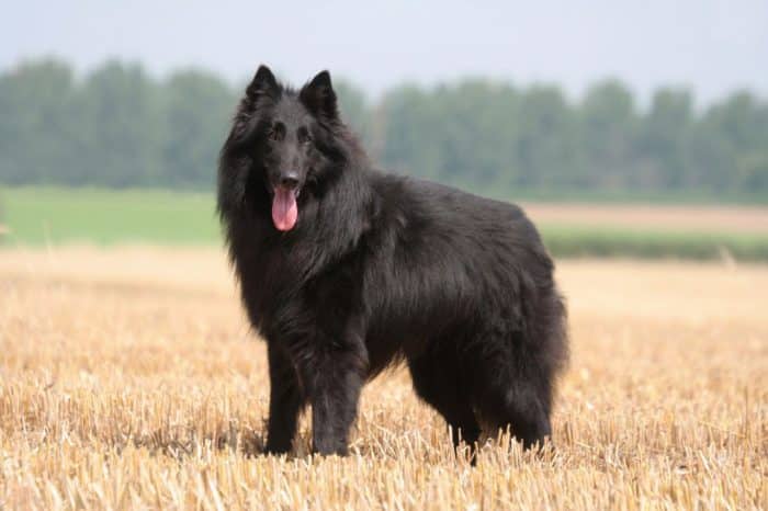 perro pastor belga parado en una pradera vista lateral