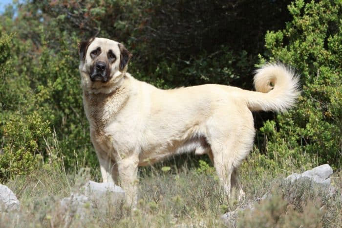 perro pastor de anatolia de excursión en la montana