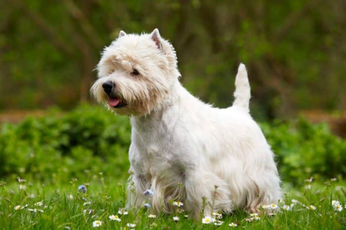west highland white terrier sobre cesped con flores de múltiples variedades
