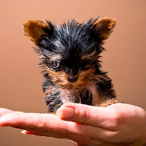 razas de perros pequeños