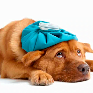 como saber si un perro tiene fiebre