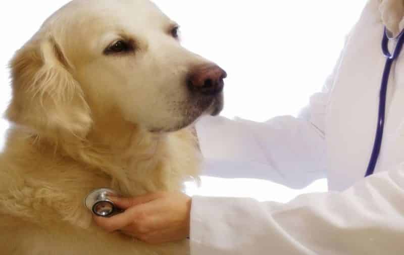 como se puede prevenir la fiebre en un perro