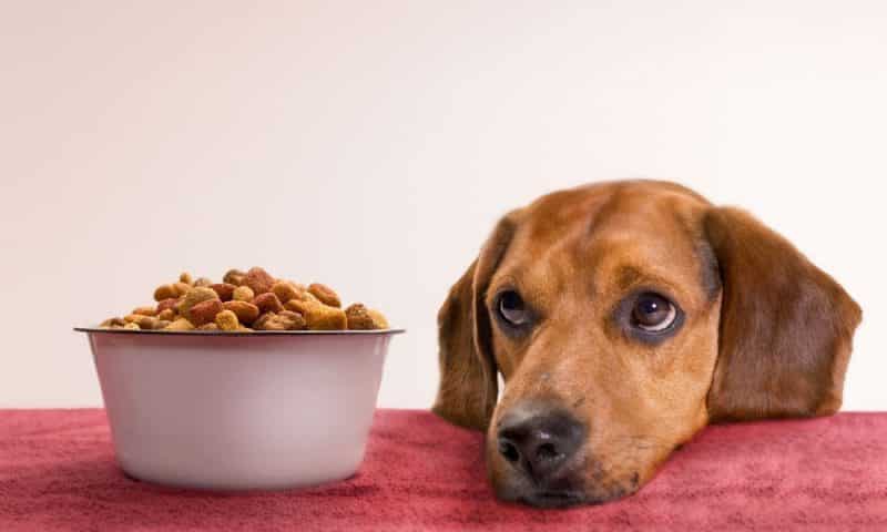 Beneficios del alimento para perros