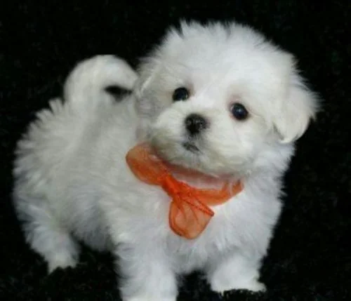 Imagen de un Bichon Maltes sobre fondo negro
