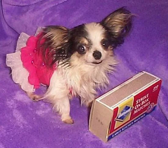 boo boo uno de los perros más pequeños del mundo