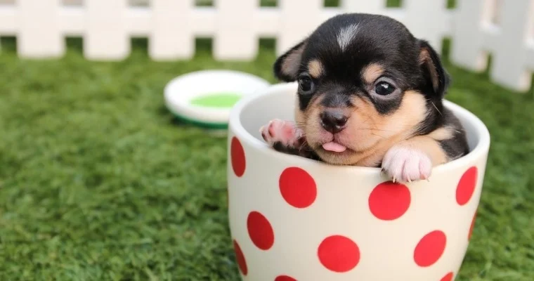 cual es el perro más pequeño del mundo
