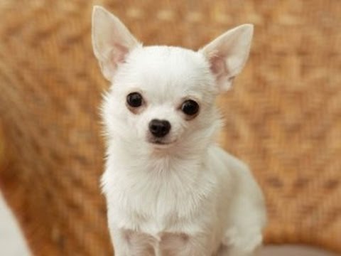 Danka Kordak uno de los perros más pequeños del mundo