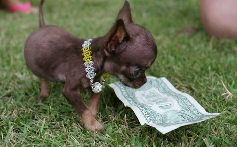 Milly el perro más pequeño del mundo jugando con un dolar
