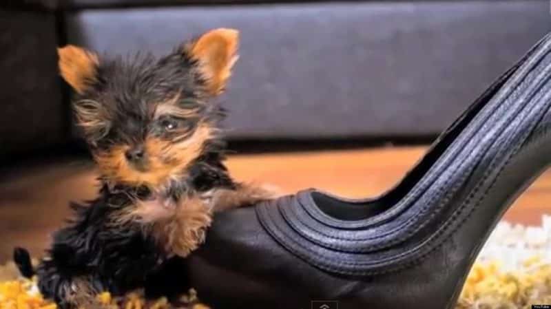 Little Meysi uno de los perros más pequeños del mundo