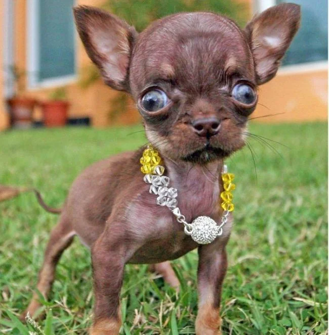 milly considerada el perro más pequeño del mundo