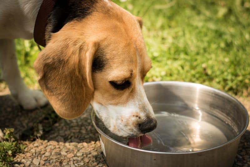 perro con diarrea bebiendo agua para mejorar su hidratacion