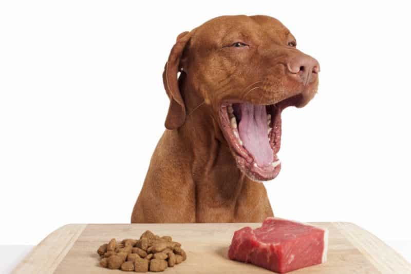 tipos de alimentos para perros