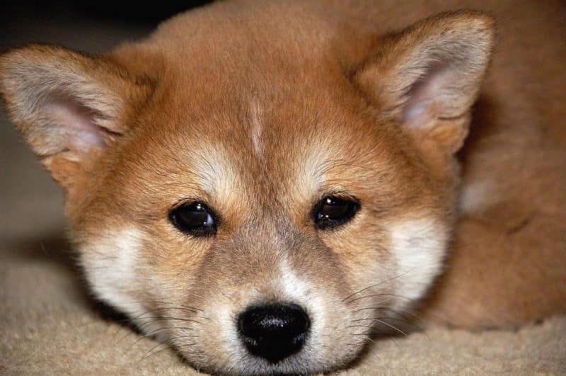 cachorro shiba inu descansando sobre una alfombra