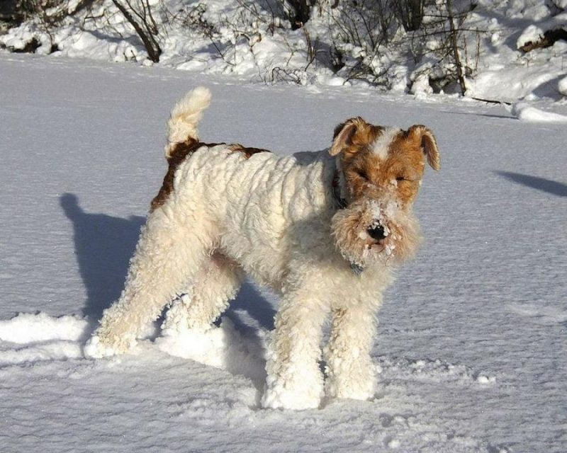 fox terrier de pelo duro parado sobre nieve