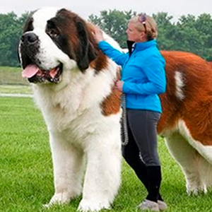razas de perros gigantes