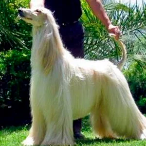 razas de perros grandes