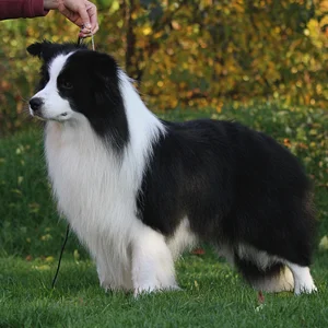 razas de perros medianos