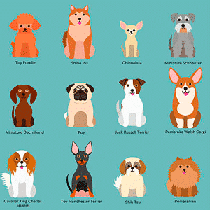 razas de perros