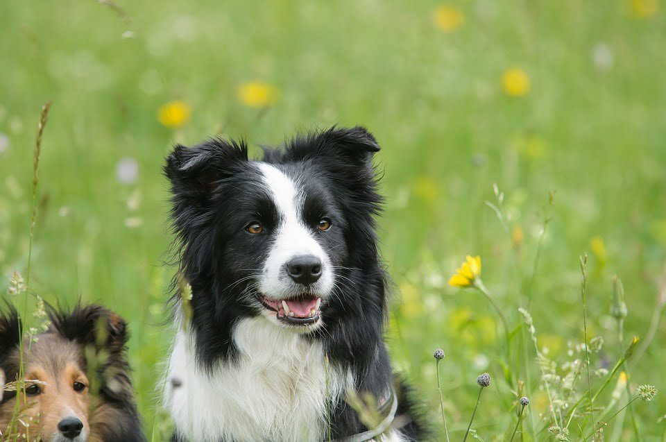 Nombres De Perros Hembras Border Collie